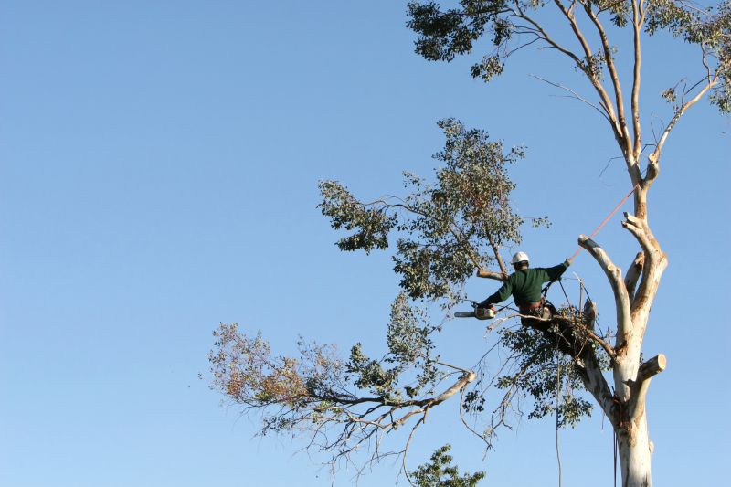 Tree Trimming Service detail