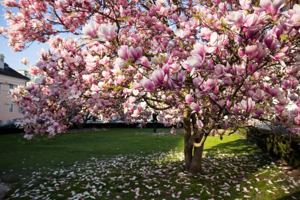Ornamental Tree Pruning in Englewood