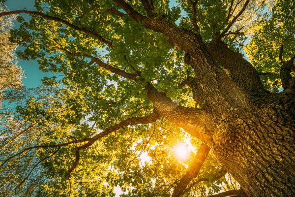 Cost of Oak Tree Pruning in Englewood