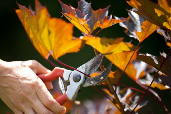 Cost of Maple Tree Pruning in Englewood