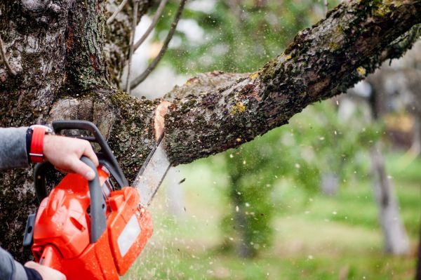 Cost of Tree Limbs Removal in Englewood