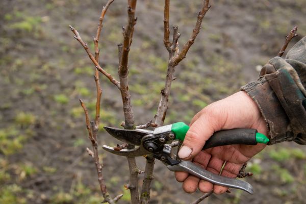Cost of Pear Trees Pruning in Englewood